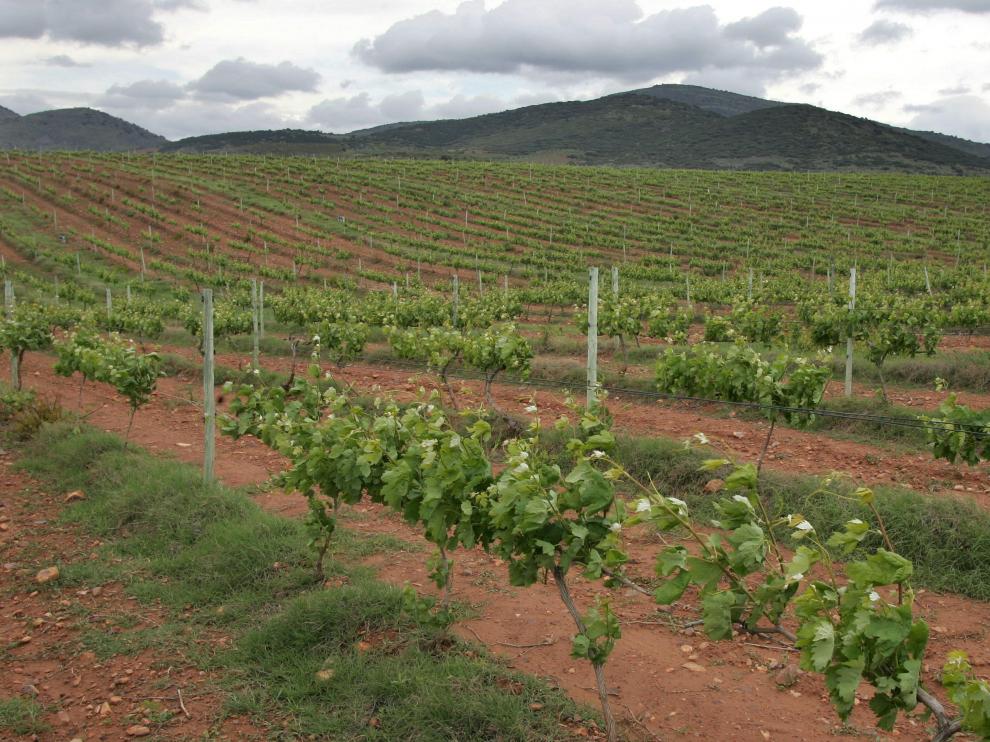 Viñedos de la Denominación de Origen Campo de Borja.