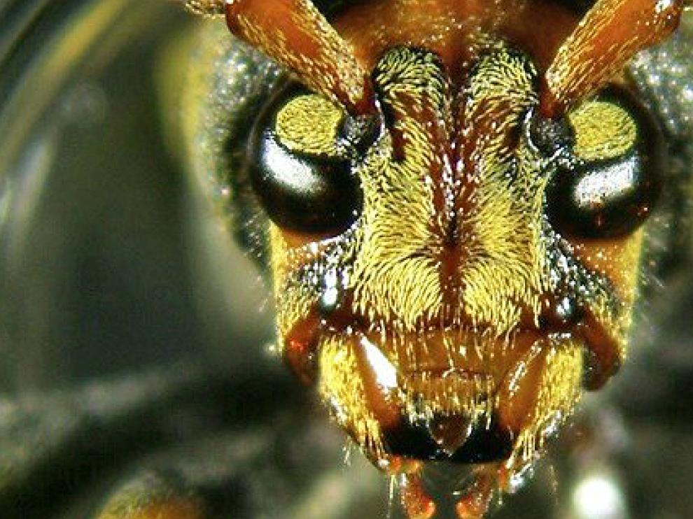 Parece una avispa, pero se trata de un escarabajo de entre 15 y 25 milímetros de longitud.