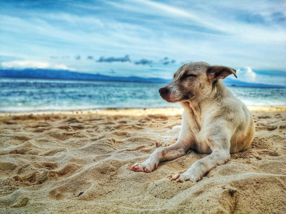Las sanciones que acarrea llevar un perro a una playa en la que no esté permitida su presencia pueden ir de los 100 a los 3.000 euros.