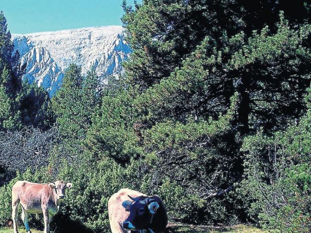 Vacas pastando en un prado del camino, con el Turbón al fondo.