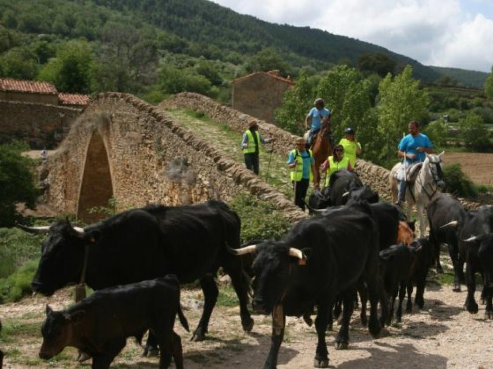 Ganados de ovino, caprino y vacuno han atravesado estos días la localidad.