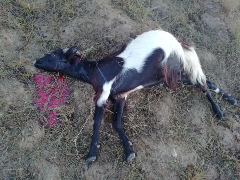 La cabra tenía una herida en el cuello