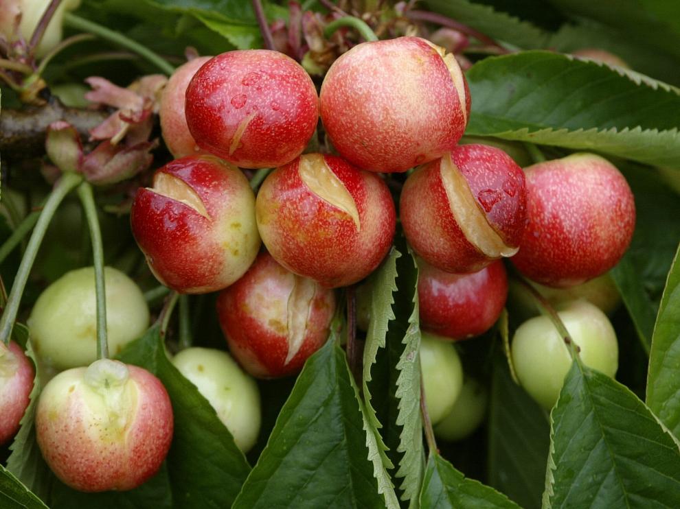 Daños provocados por las lluvias en una explotación zaragozana de cerezas