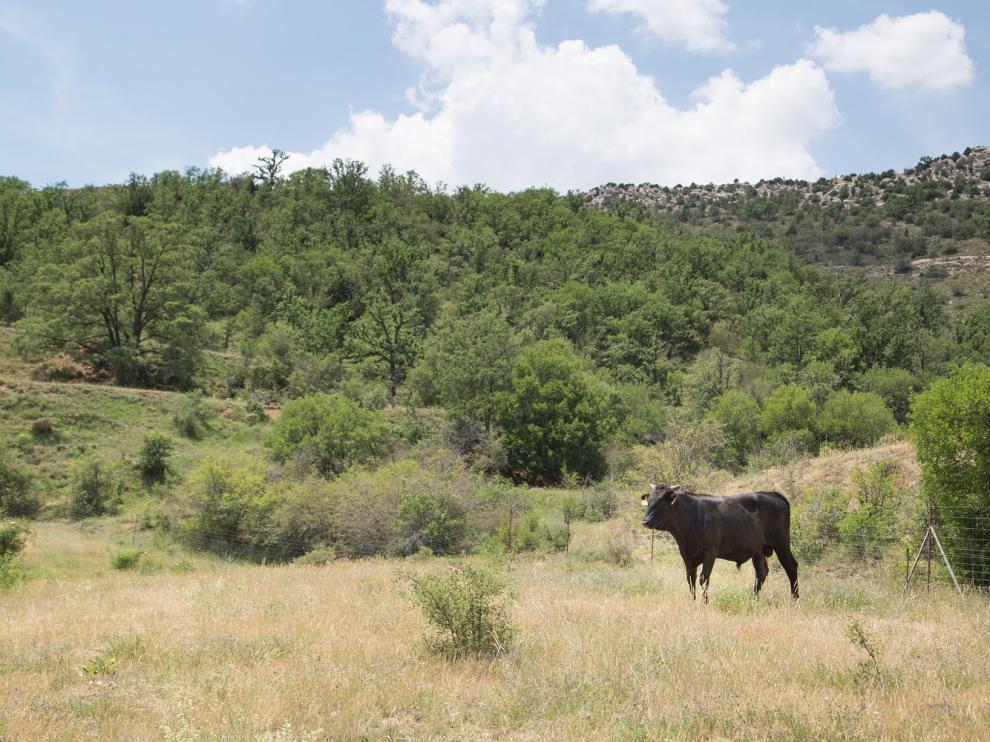 Vacas wagyu, en Teruel