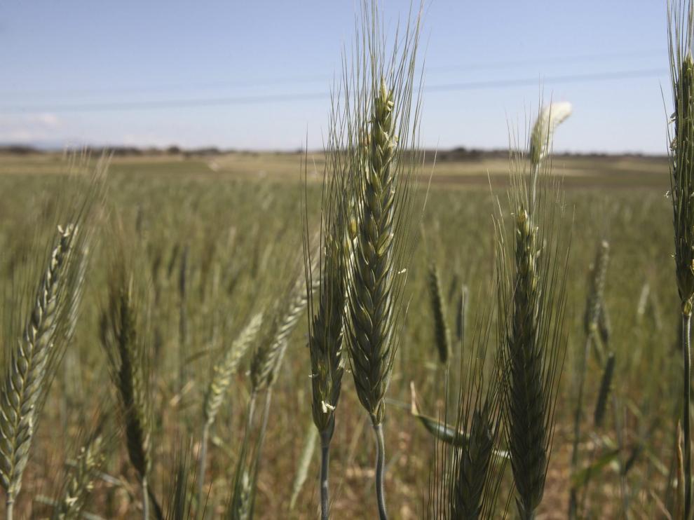 Campos de cereal aragoneses.