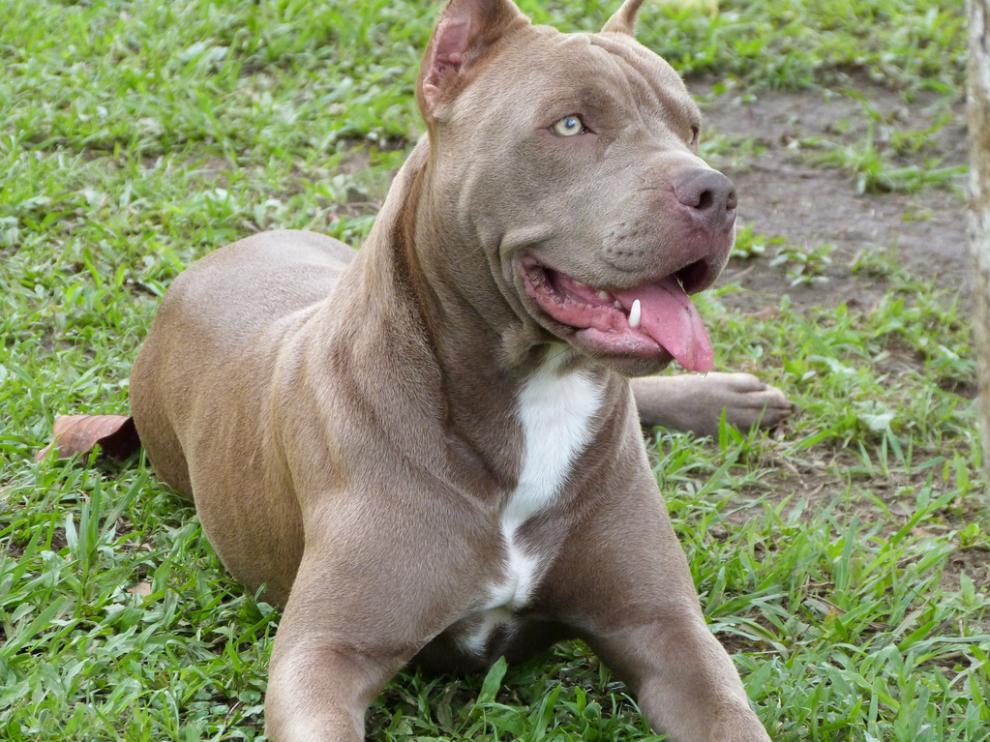 El detenido se encargaba de cuidar a nueve perros potencialmente peligrosos.