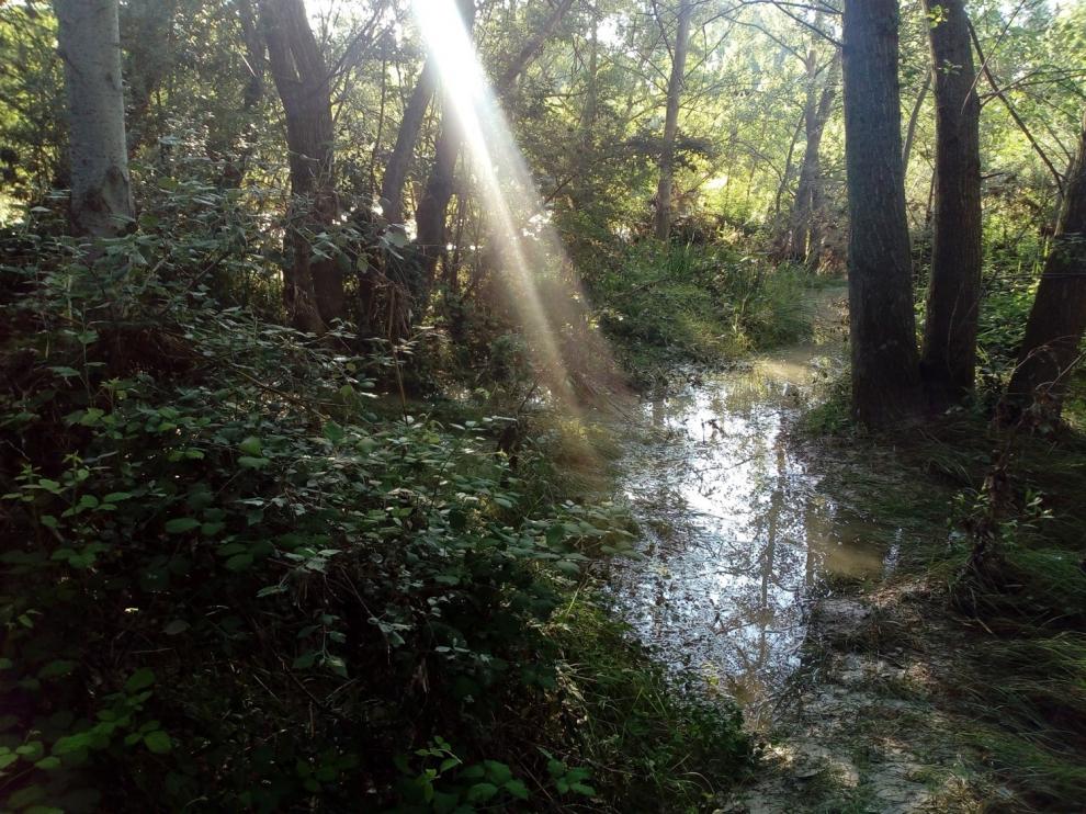 Humedal cercano al río.