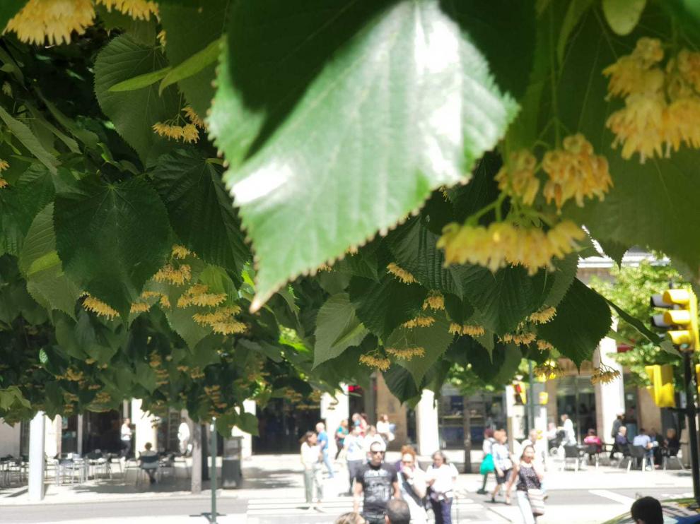 La floración de muchas especies, como los tilos, se ha retrasado este año.