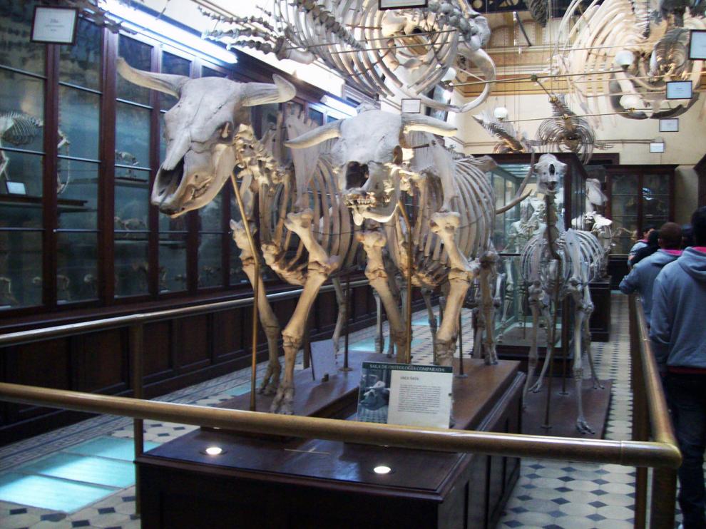 Esqueletos de vaca ñata en la sala de osteología comparada del Museo de La Plata