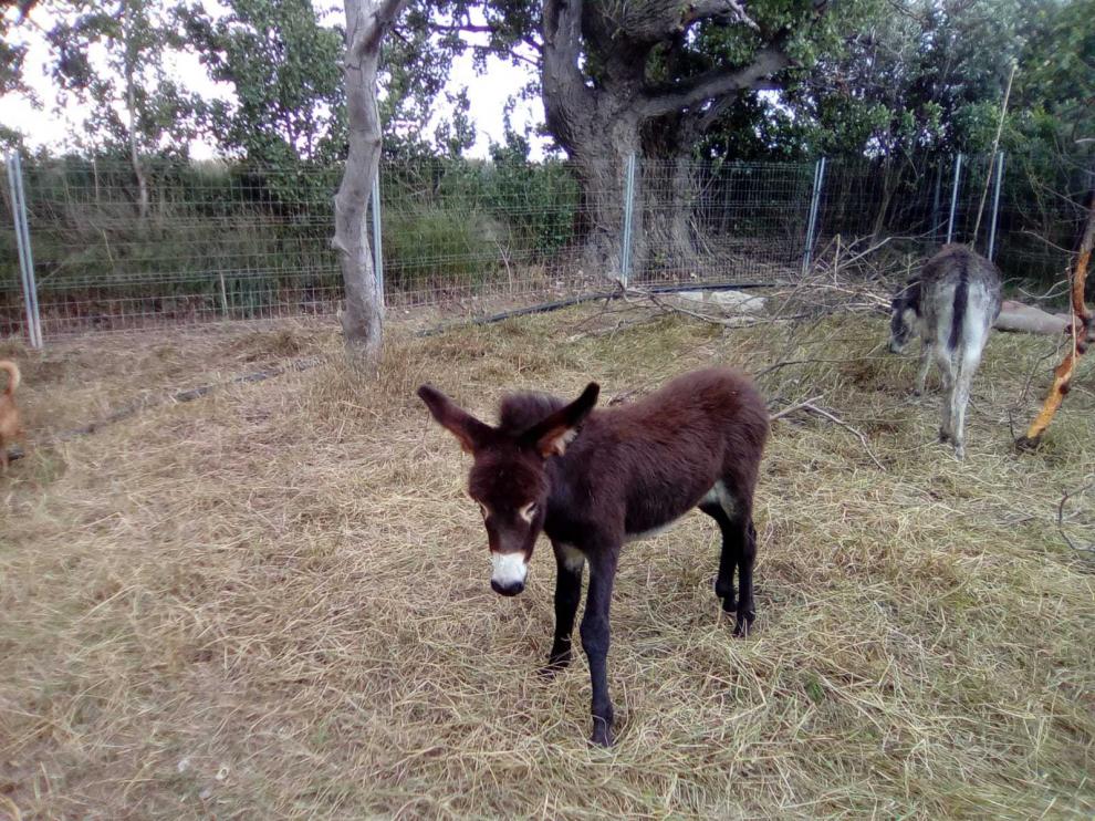 Misión cumplida: Jenny ya tiene nuevo hogar