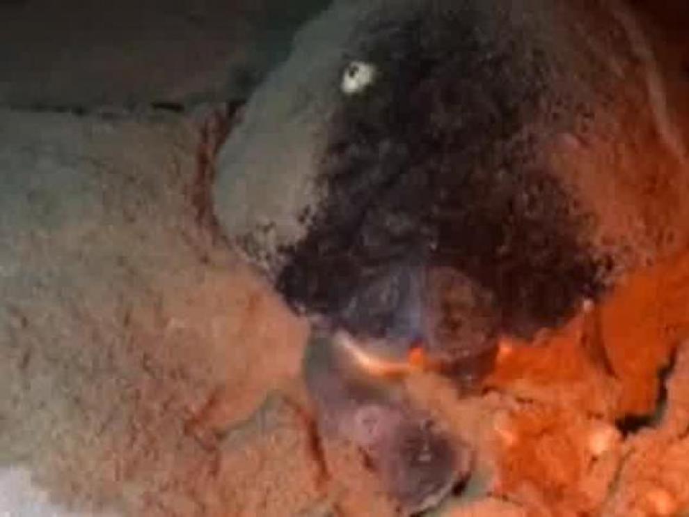 Una tortuga boba pone más de cien huevos en una playa de Mataró