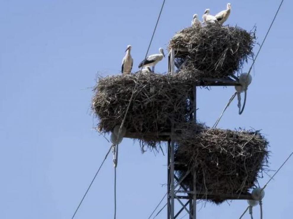 "Los nidos de cigüeña pueden generar cortes eléctricos"