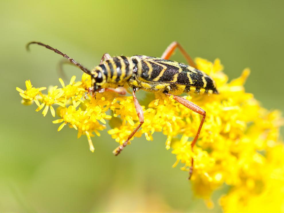Después de que que las plantas modificadas atrajeran a los insectos, los agricultores aprovecharían para matarlos