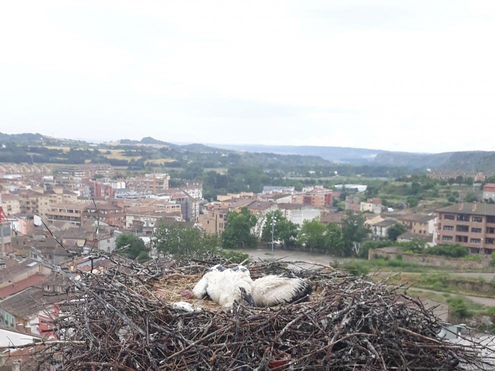 Uno de los nidos de cigüeñas en la torre de la catedral.