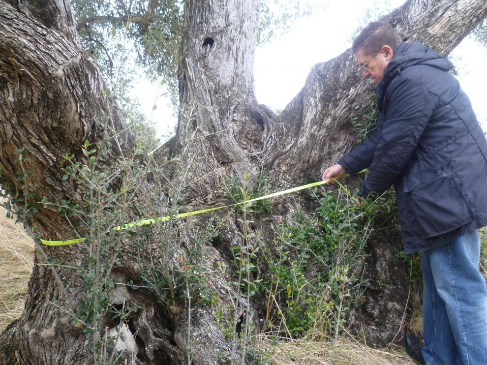Un técnico de la Taula del Senia mide un olivo milenario de Valderrobres.