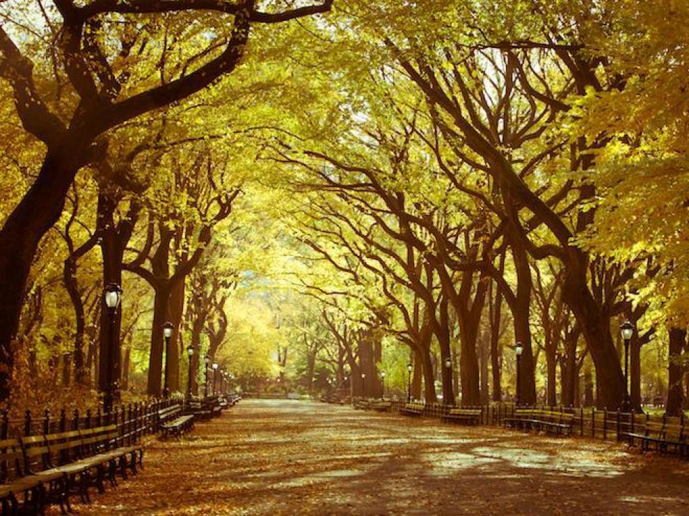Olmo. Es un árbol precioso, que absorbe bien la contaminación, reduce el ruido del tráfico y da una sombra fresca muy agradecida. Tiene el inconveniente de una plaga capaz de matar ejemplares, pero se puede prevenir.