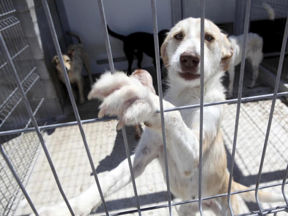 La mayoría de los animales que llegan a las protectoras no llevan microchip.