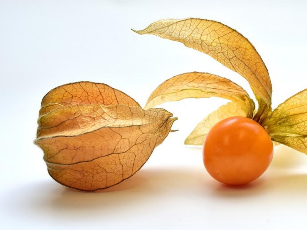 El physalis o alquequenje tiene una curiosa cáscara con una textura parecida al papel.