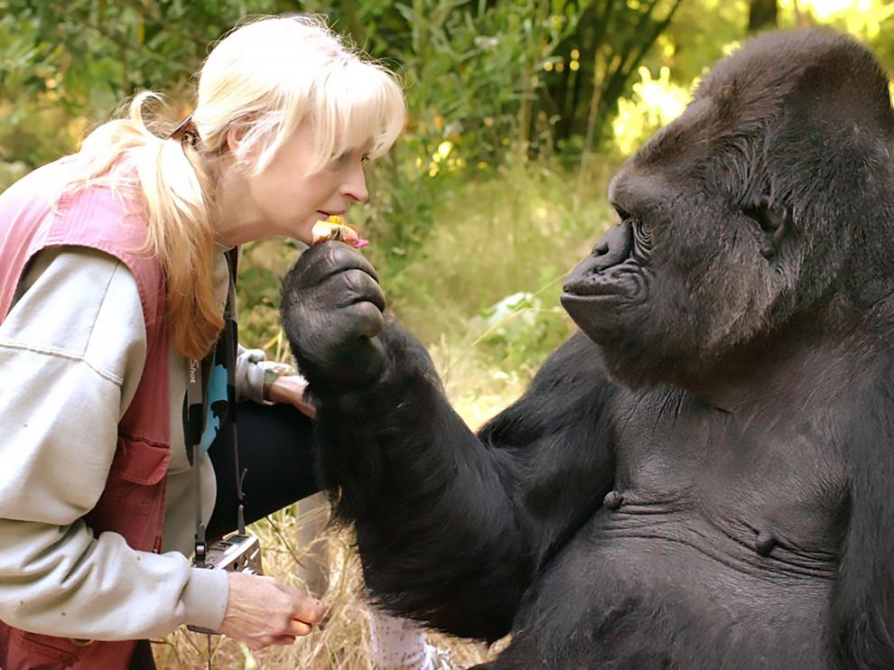 Koko junto a su profesora, la psicóloga para animales Penny Patterson