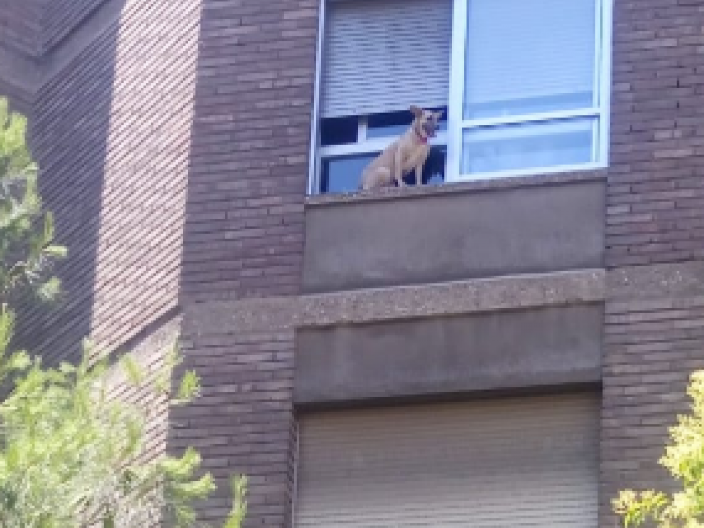El perro no tenía espacio suficiente para volver a entrar al inmueble