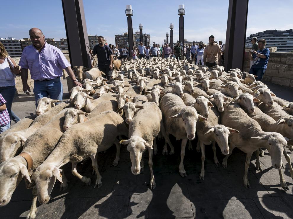 Las ovejas realizaron una pequeña ruta por las calles de la ciudad