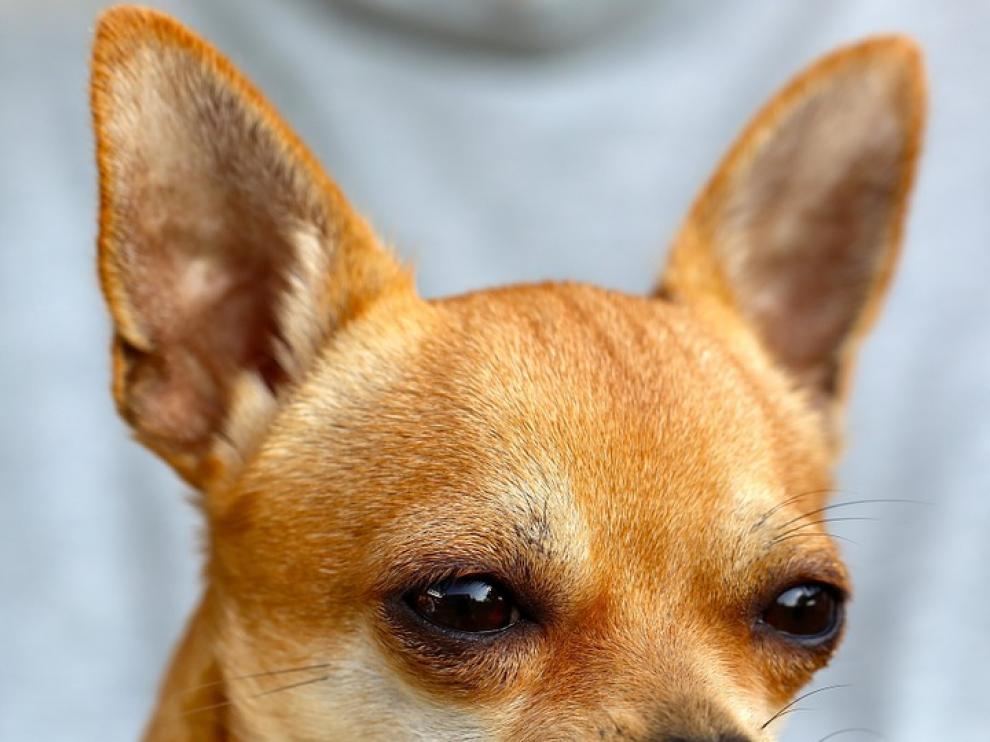 Imagen de un perro chihuaha.