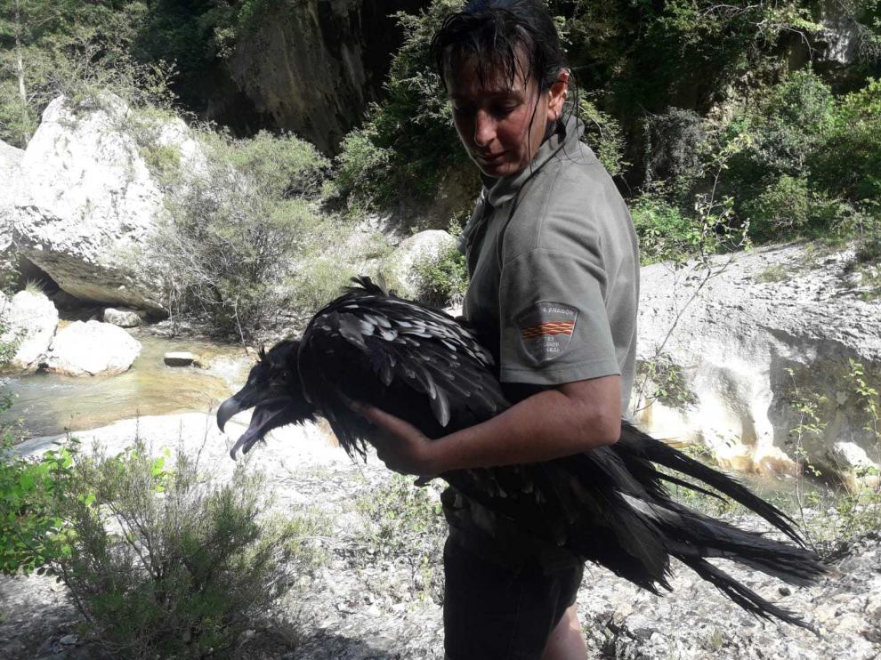 Quebrantahuesos rescatado en Guara por los agentes forestales