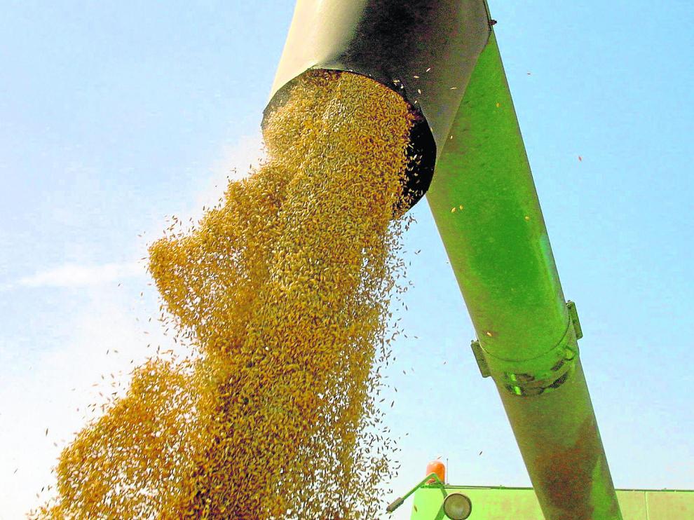 Recolección de cereal en una explotación de la Hoya de Huesca.