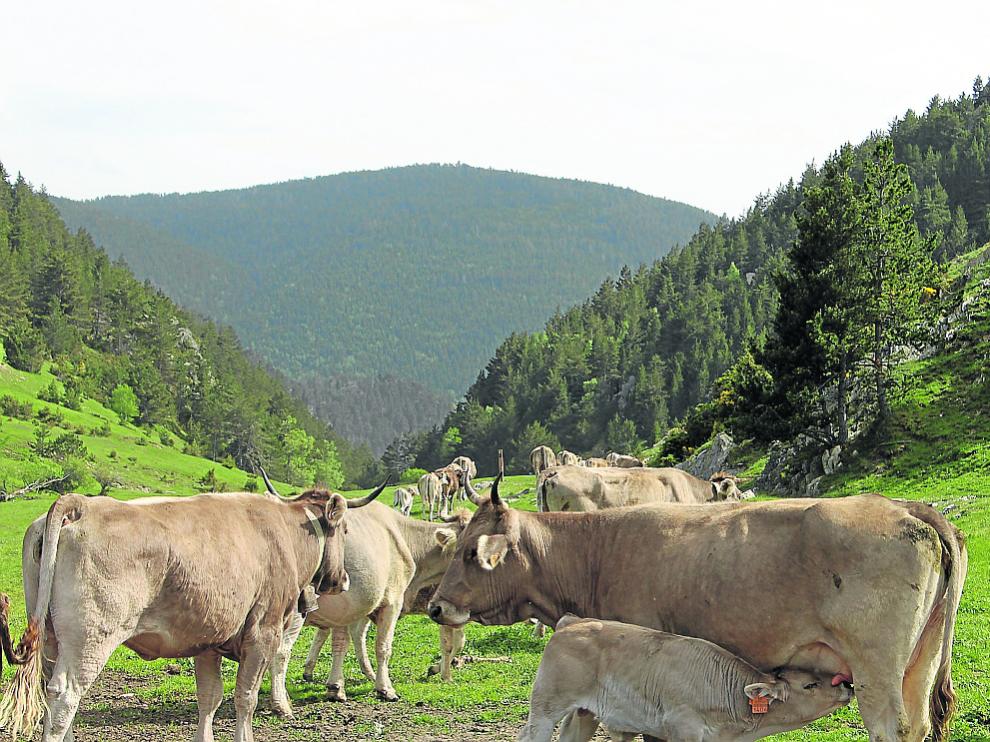 Ejemplares de vacas nodrizas de raza Parda de Montaña.