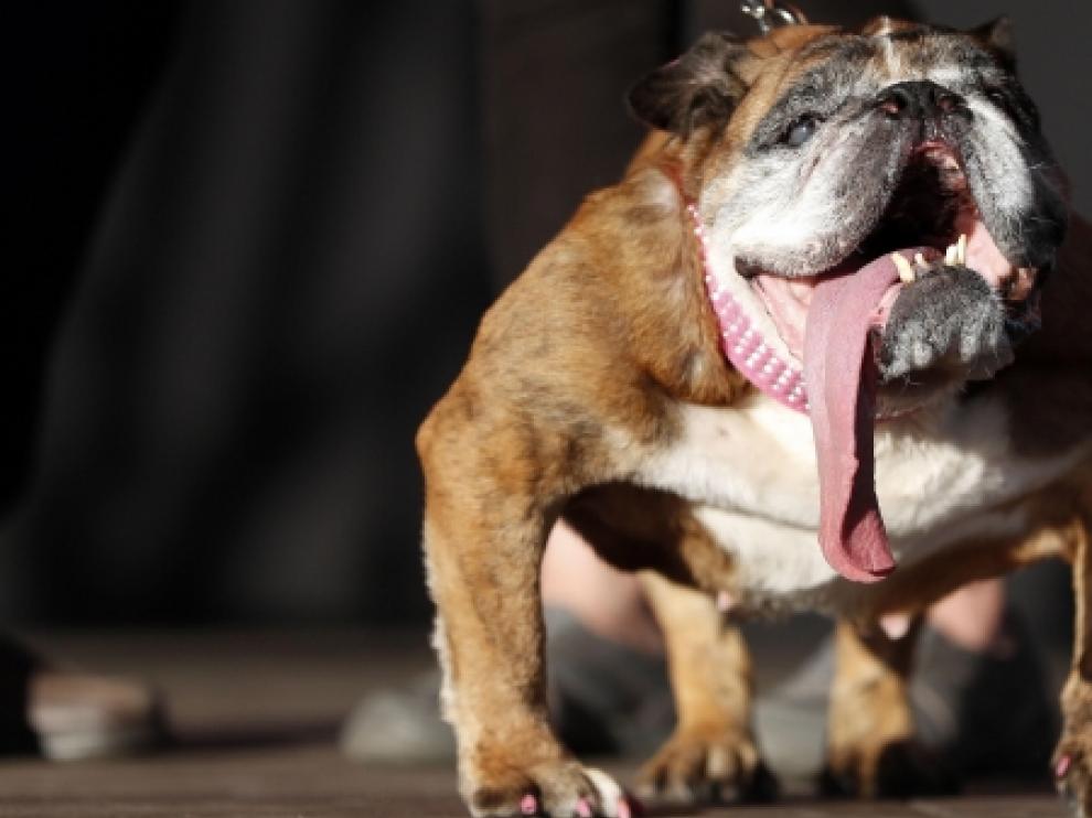 Zsa Zsa, el perro más feo del mundo, falleció el martes mientras dormía.