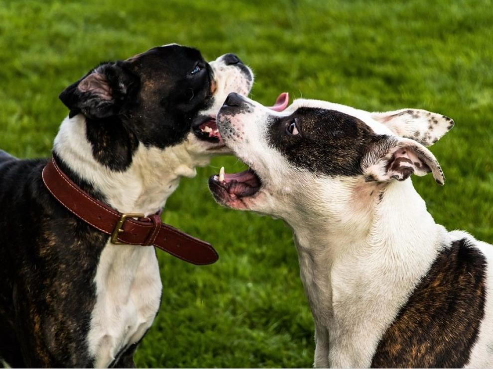 Dos ejemplares de American Stanford, la raza potencialmente peligrosa del perro que mordió al bebé.