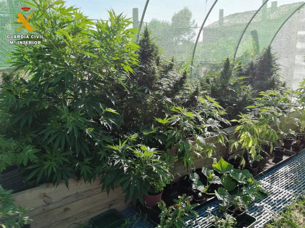 Algunas de las 60 plantas del cultivo