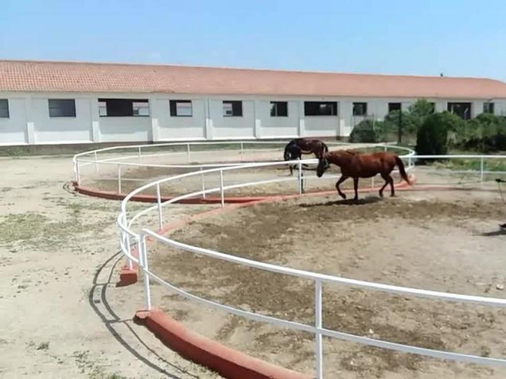Un alumno del curso de 'guía por itinerarios ecuestres en el medio natural' que ofrece a la tropa el Centro Militar de Cría Caballar de Garrapinillos.