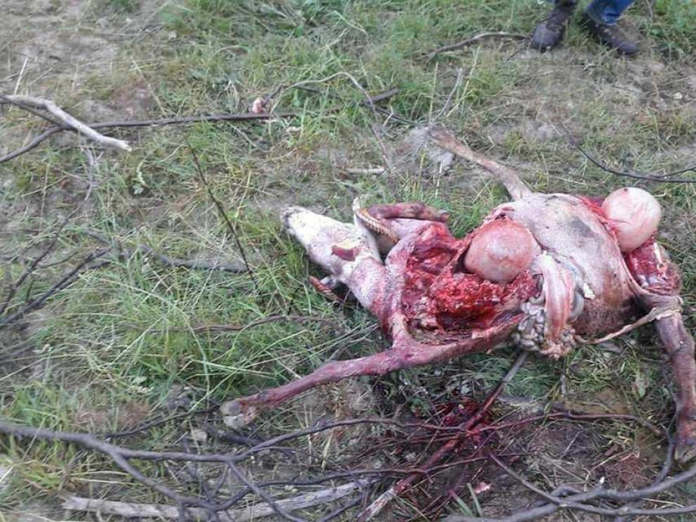 Oveja atacada por un oso en el valle de Castanesa