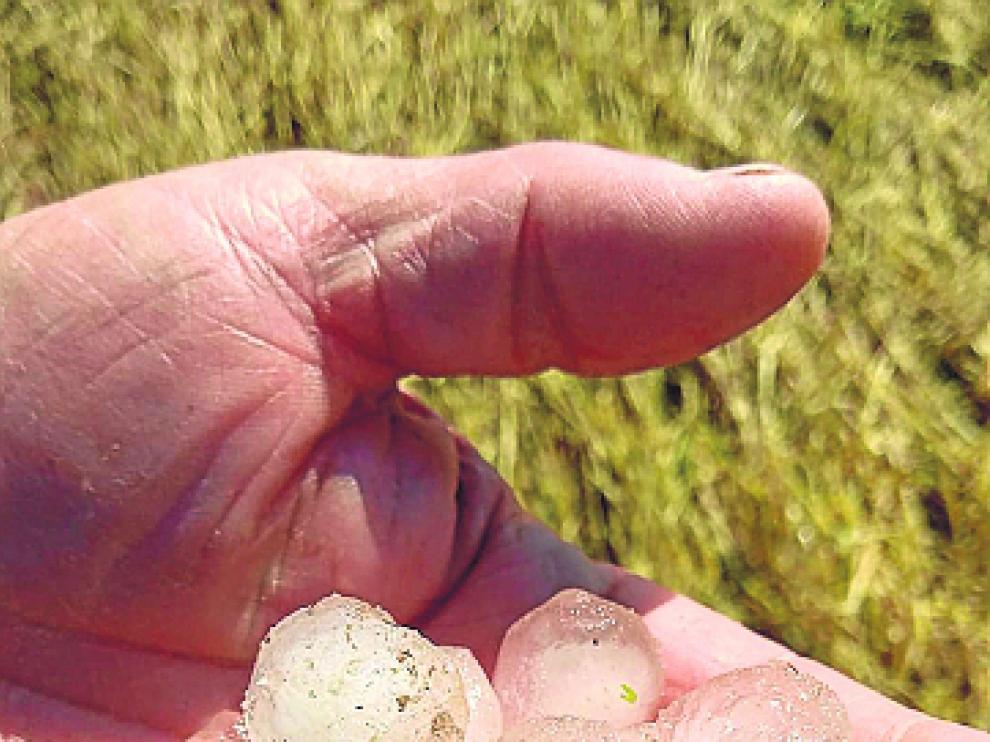 Muestras del granizo que el sábado cayó en algunos cultivos de cereal de la comarca de Campo de Daroca.