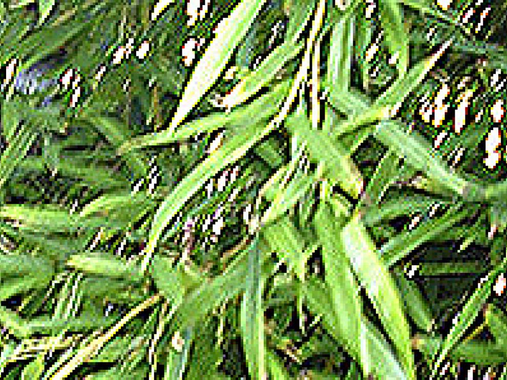 bambu