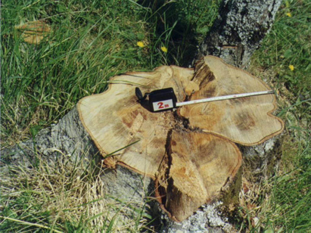 madera