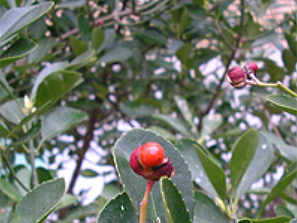 pittosporum