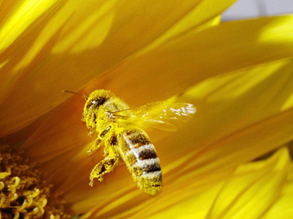 abeja