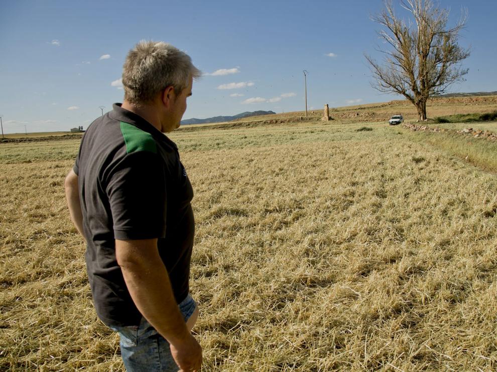 Un agricultor en su explotación de Gallocanta arrasa por el granizo