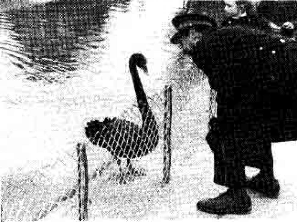 cisne