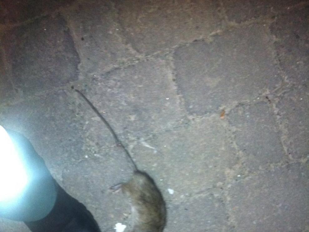 Uno de los roedores encontrados en el cuartel de la Guardia Civil de Sarrión