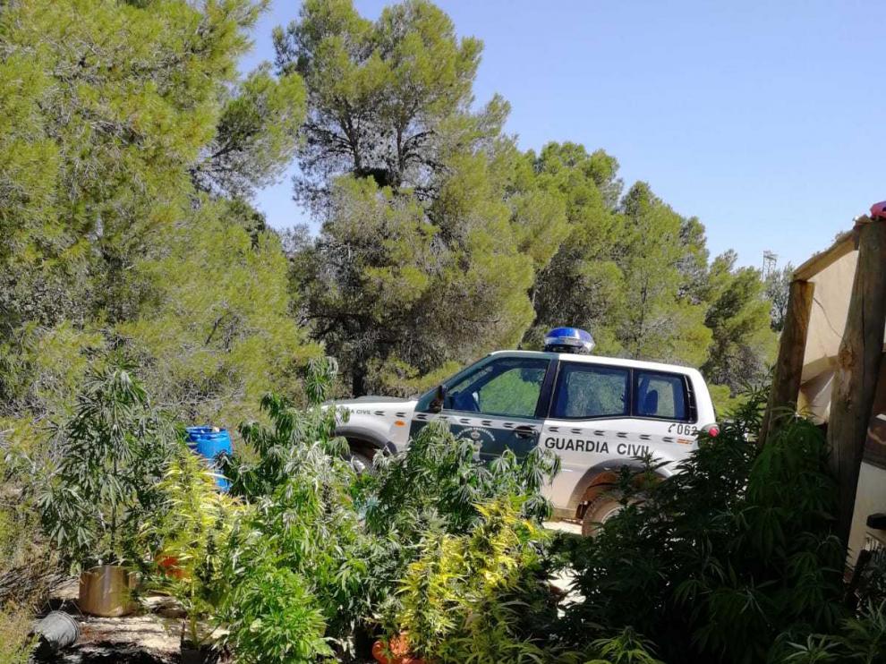 Había hasta cincuenta plantas de marihuana cultivadas en macetas en una parcela rural en el término municipal de Maella