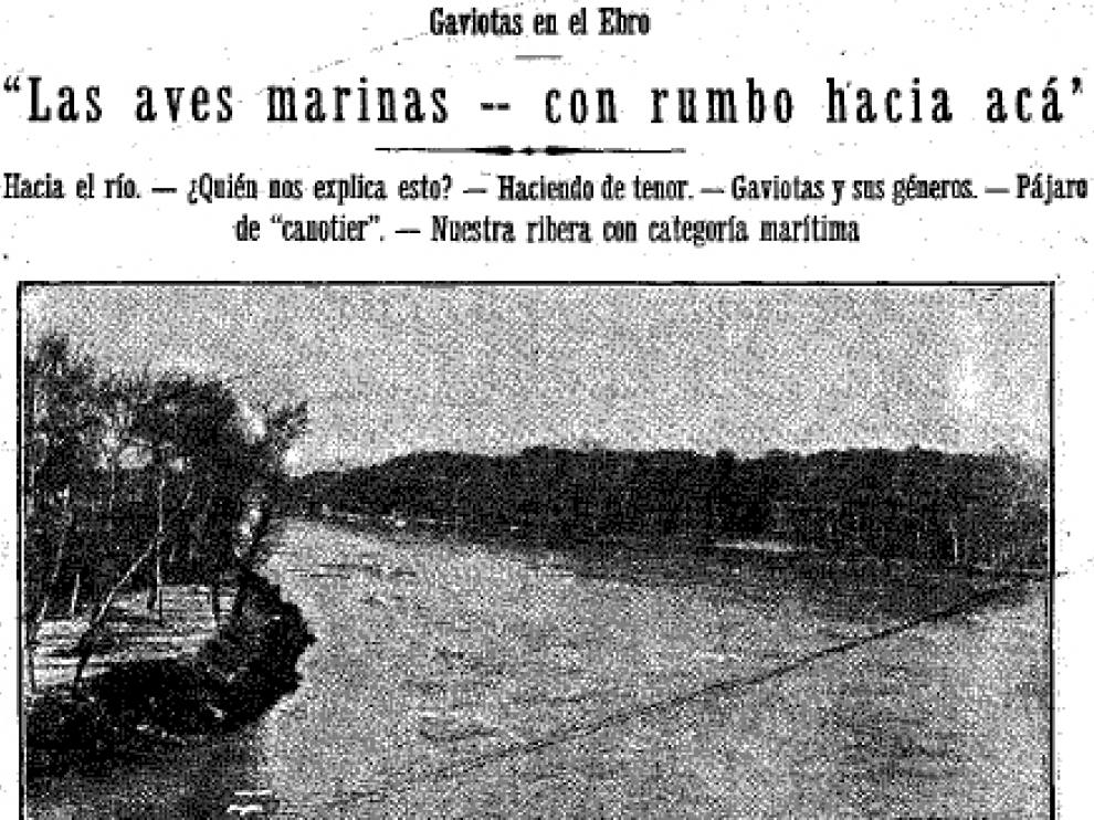 gaviotas-copia