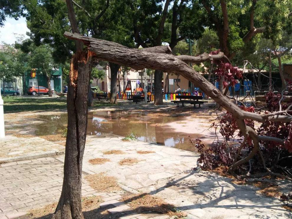 Un árbol dañado por la tormenta del 11 de julio.