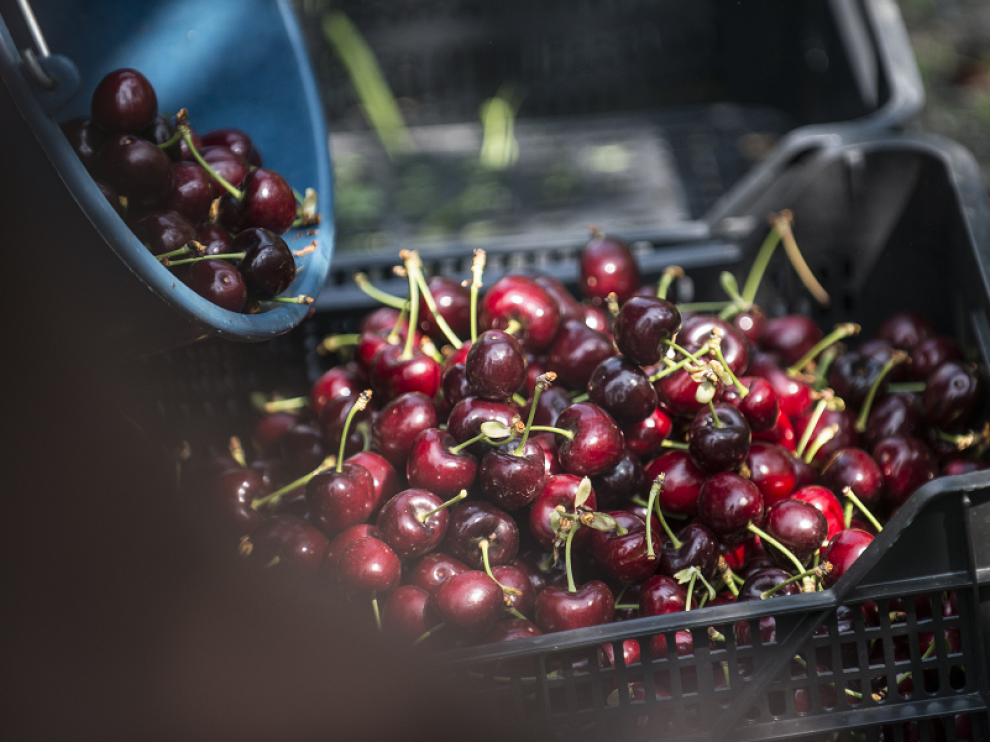 Primera producción de cerezas ecológicas de HaciendasBio en Ricla (Zaragoza)
