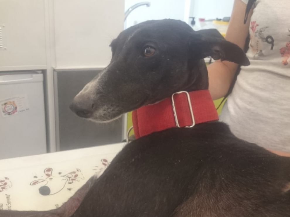 Celia en la consulta del veterinario.