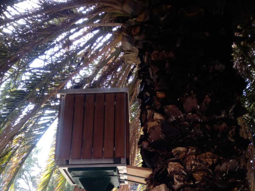 Una de las trampas contra las ratas, entre palmera y palmera, en el parque Pignatelli.