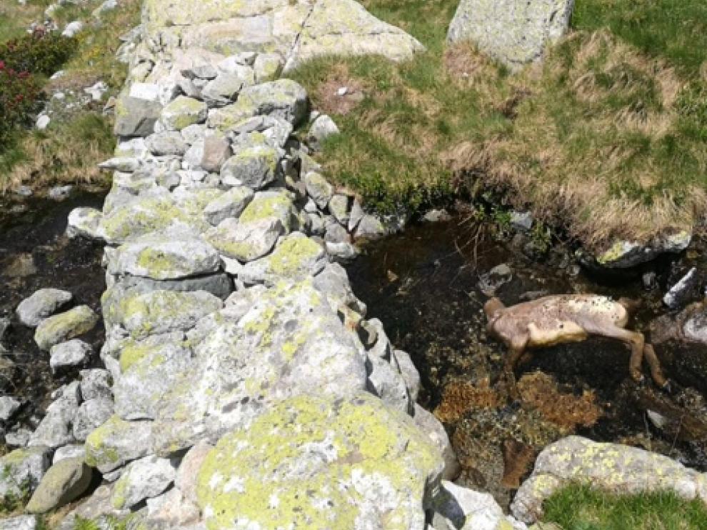 El sarrio sin cabeza localizado en Viñamala, la reserva de caza de Panticosa