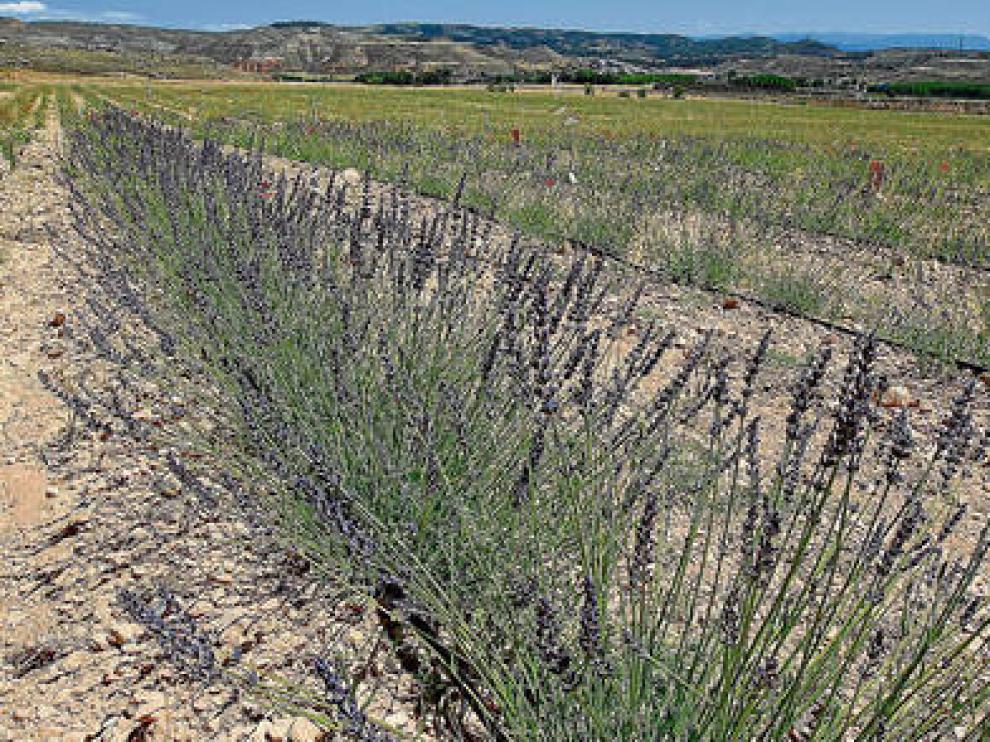 El cultivo del lavandín gana cada vez más adeptos en Aragón